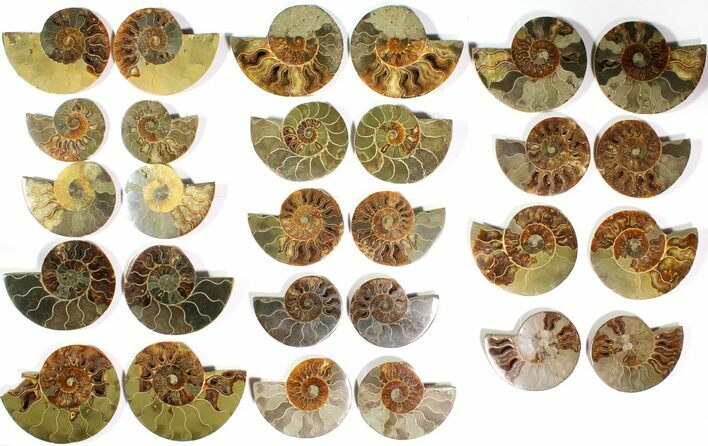 Lot: to Polished Cut/Polished Ammonite - Pairs #116661